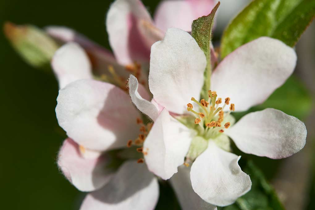 Apfelblüte