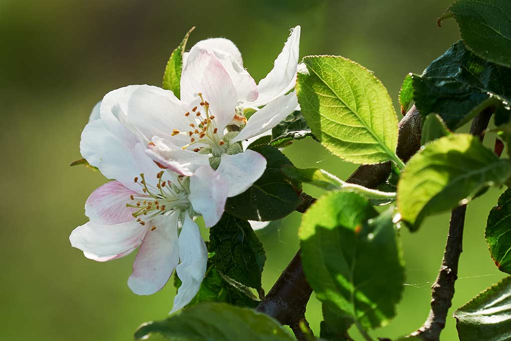 Apfelblüte