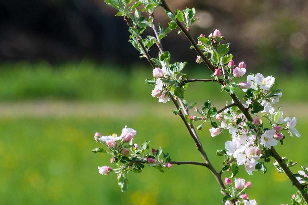 blühender Apfelbaum, Ausschnitt aus Panorama 1