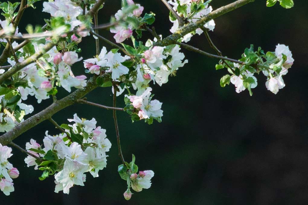 blühender Apfelbaum, Ausschnitt aus Panorama 1