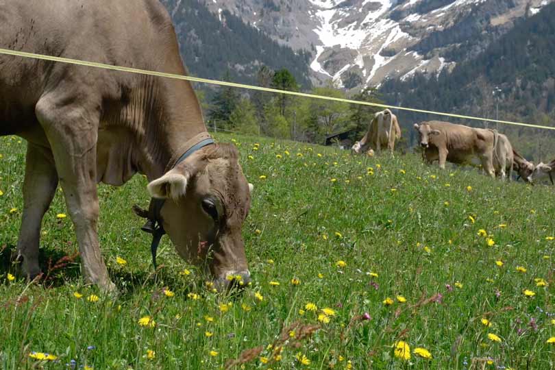 Kühe auf Wiese